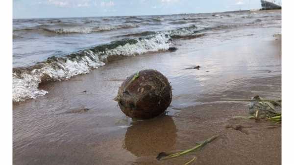 "Подождем, когда прорастет": на пляже 300-летия Петербурга нашли кокос