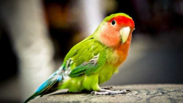 В Голландии полиция задержала во время ограбления магазина попугая 