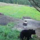 Медведь напугал грибников в лесном массиве в Коробицыно