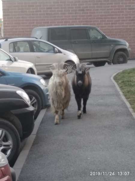 Два козла спокойно прогулялись во дворе Парашютной улицы0