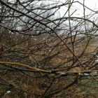 Жители Ленобласти заметили набухшие почки на деревьях