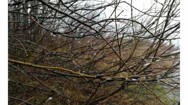 Жители Ленобласти заметили набухшие почки на деревьях