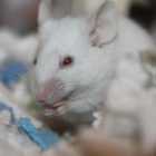 Ученые впервые вырастили мышь из искусственной клетки
