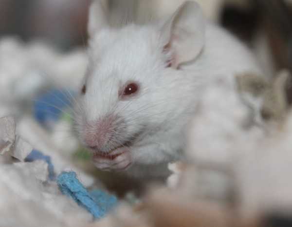 Ученые впервые вырастили мышь из искусственной клетки0