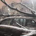Во Фрунзенском районе дерево упало на припаркованную машину
