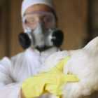 Роспотребнадзор предупреждает об угрозе распространения птичьего гриппа