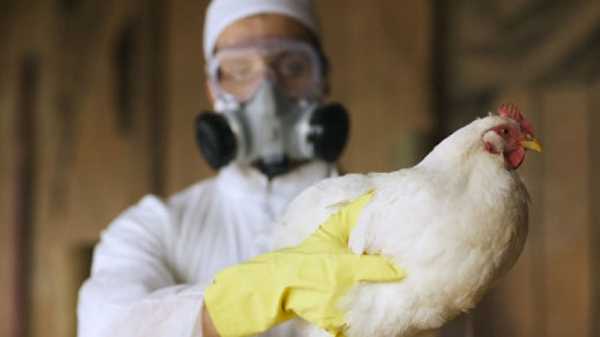 Роспотребнадзор предупреждает об угрозе распространения птичьего гриппа0