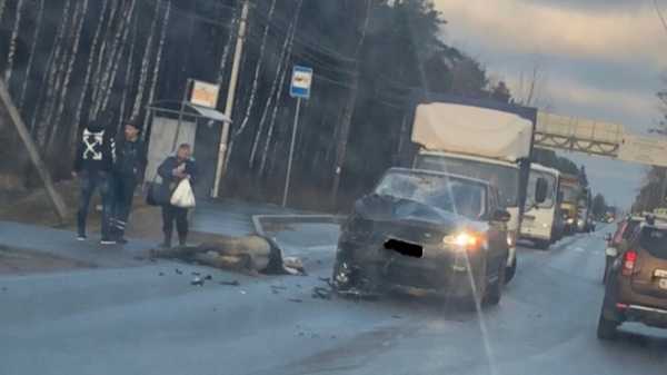 СМИ: лошадку на Красносельском шоссе сбил сын бывшего губернатора Ленобласти