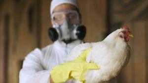 Роспотребнадзор предупреждает об угрозе распространения птичьего гриппа