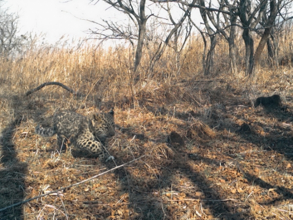 Котенок дальневосточного леопарда спасся от лесного пожара1