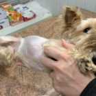 Петербуржцы спасли болеющую собаку, которую выкинули в мусорный бак
