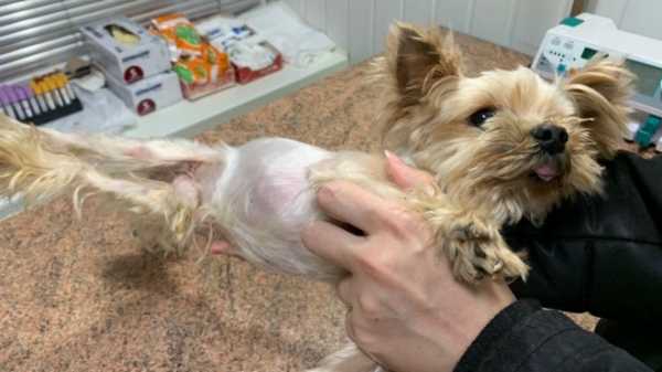 Петербуржцы спасли болеющую собаку, которую выкинули в мусорный бак