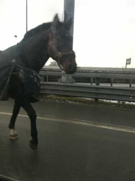 На КАД водители заметили одинокую чёрную лошадь1