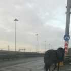 На КАД водители заметили одинокую чёрную лошадь