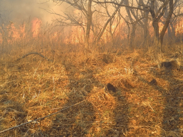 Котенок дальневосточного леопарда спасся от лесного пожара3