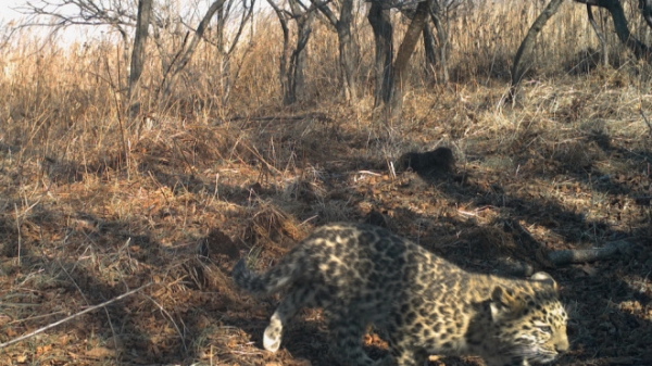 Котенок дальневосточного леопарда спасся от лесного пожара