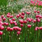 В Нидерландах уничтожили сотни миллионов тюльпанов из-за коронавируса