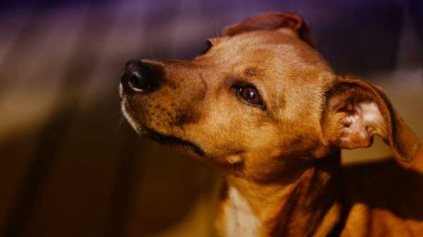 Петербуржец, выбросивший из окна собаку, пойдет под суд