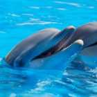 Из-за карантина дельфинарий в Петербурге оказался под угрозой закрытия