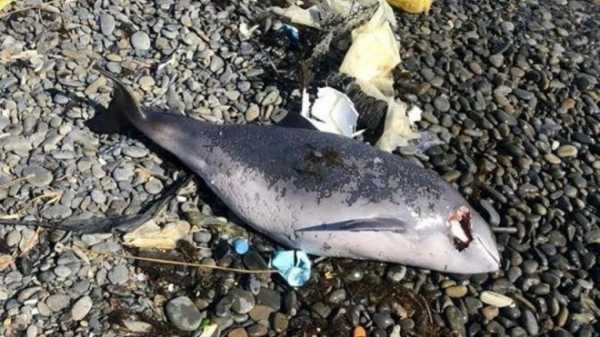 В Черном море зафиксировали резкий рост гибели дельфинов из-за отравлений