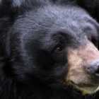 В Приморье гималайский медведь напал на пасечника