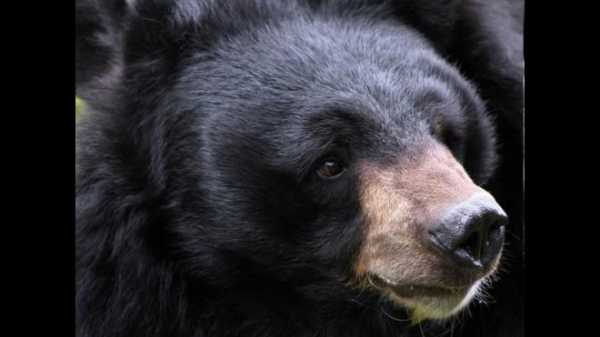 В Приморье гималайский медведь напал на пасечника 