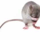 Учёные вывели трансгенных мышей для тестирования вакцины от коронавируса