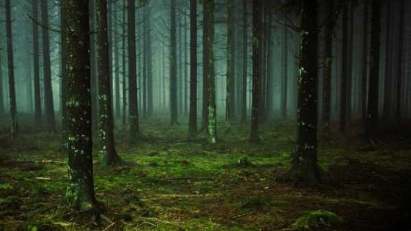 В лесу под Липецком нашли тело пропавшего мужчины 