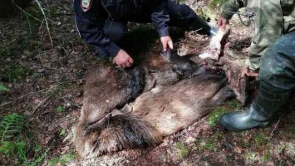 На Южном Урале в нацпарке браконьеры убили лосиху и лосенка