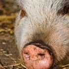 В Еврейской автономной области выявлен очаг африканской чумы свиней
