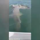 Огромная акула-молот вырвала улов из рук рыбака в Коста-Рике