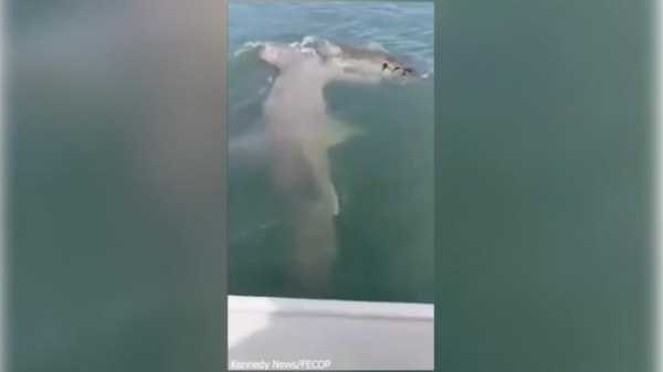 Огромная акула-молот вырвала улов из рук рыбака в Коста-Рике0