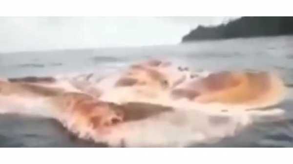 В Индонезии к берегу прибило огромную тушу морского неизвестного животного 