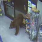 Медведи ограбили продуктовые магазины и попали на видео