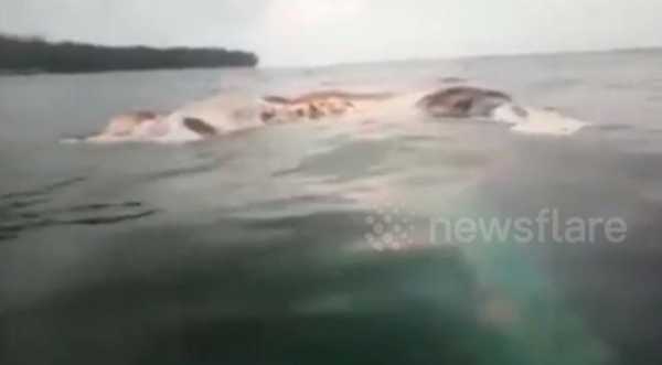 В Индонезии к берегу прибило огромную тушу морского неизвестного животного 1