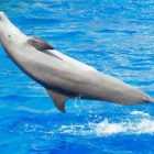 Петербургский дельфинарий дает последнее выступление на Крестовском острове