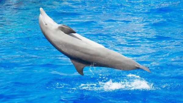 Петербургский дельфинарий дает последнее выступление на Крестовском острове
