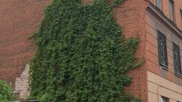 Стена "девичьего" винограда рухнула со стены дома на Васильевском острове