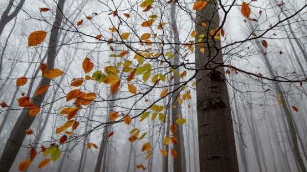 В Ленобласти более 260 деревьев упали из-за сильного ветра