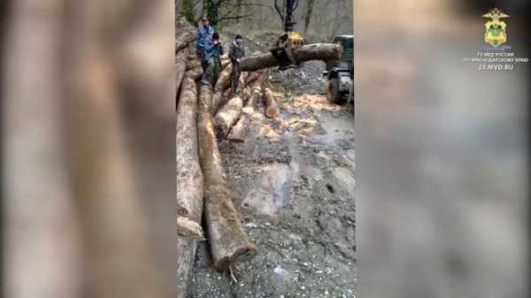 Восемь жителей Кубани получили срок за вырубку лесов0