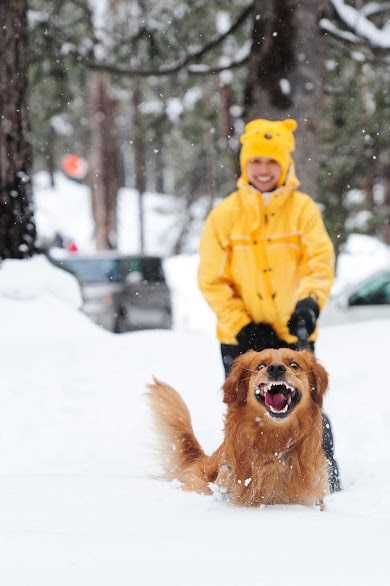 16 собак-очаровашек, которые, как дети, обожают играть на снегу