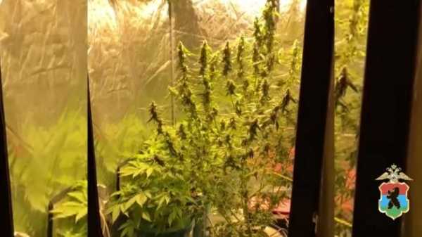 В Карелии полицейские пресекли изготовление растительного наркотика в столице республики0