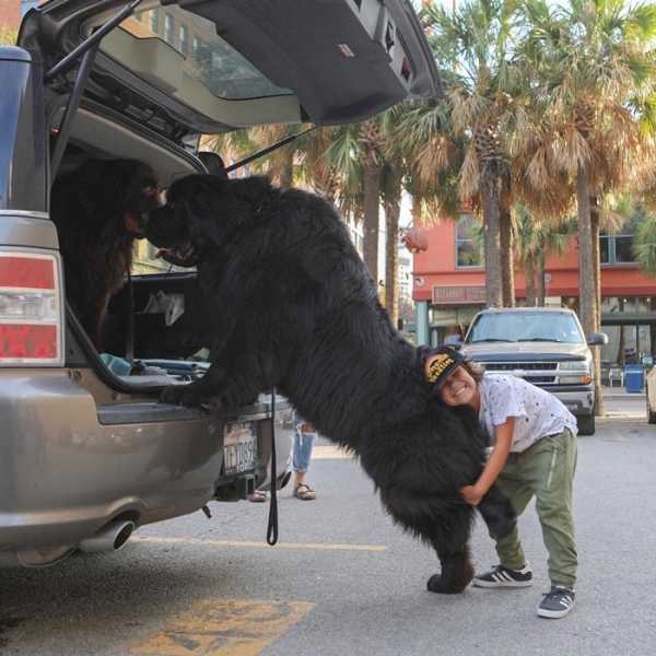 19 гигантских пород собак, похожих на лошадей, огромные размеры которых поражают