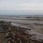 На берегу Каспийского моря обнаружили сотни мертвых тюленей
