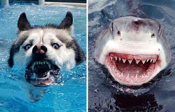 18 собак, которые похожи на нечто другое и здесь щётки, Добби и зубастые акулы