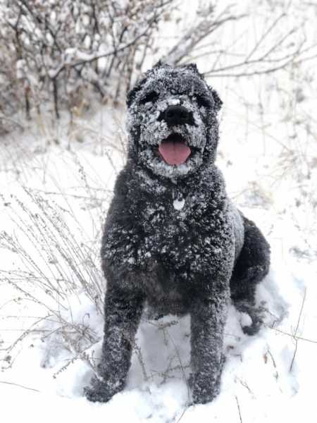 16 собак-очаровашек, которые, как дети, обожают играть на снегу