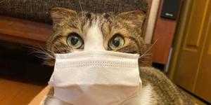 В Петербурге у домашнего кота нашли коронавирус