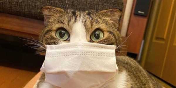 В Петербурге у домашнего кота нашли коронавирус0
