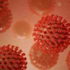 У человеческого организма обнаружили память на коронавирусы