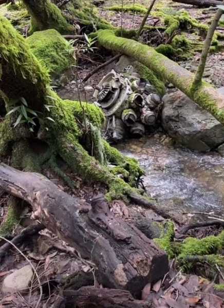 15 находок, обнаруженных в лесу, которые впечатляют своей необычностью